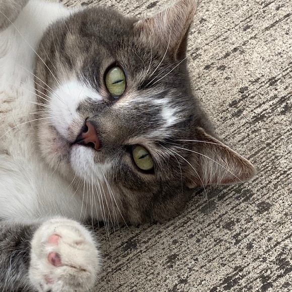 Meet your Posher, Jennifer - Picture 1 of 1